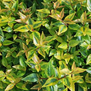 Variegated Abelia (Abelia x grandiflora 'Kaleidoscope')