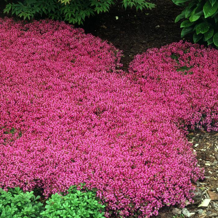 Red Flowering Mother of Thyme (Thymus serpyllum 'Coccineus')