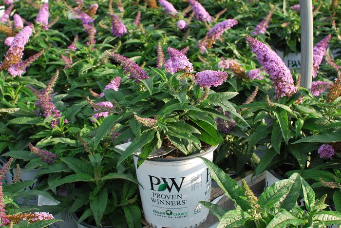 Buddleia Pugster® Amethyst (Butterfly Bush), purple flowers