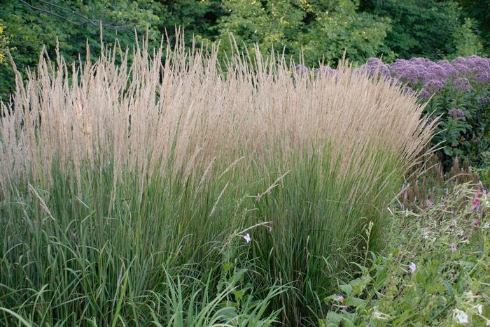 Calamagrostis x acutiflora 'Karl Foerster' (Feather Reed Grass)