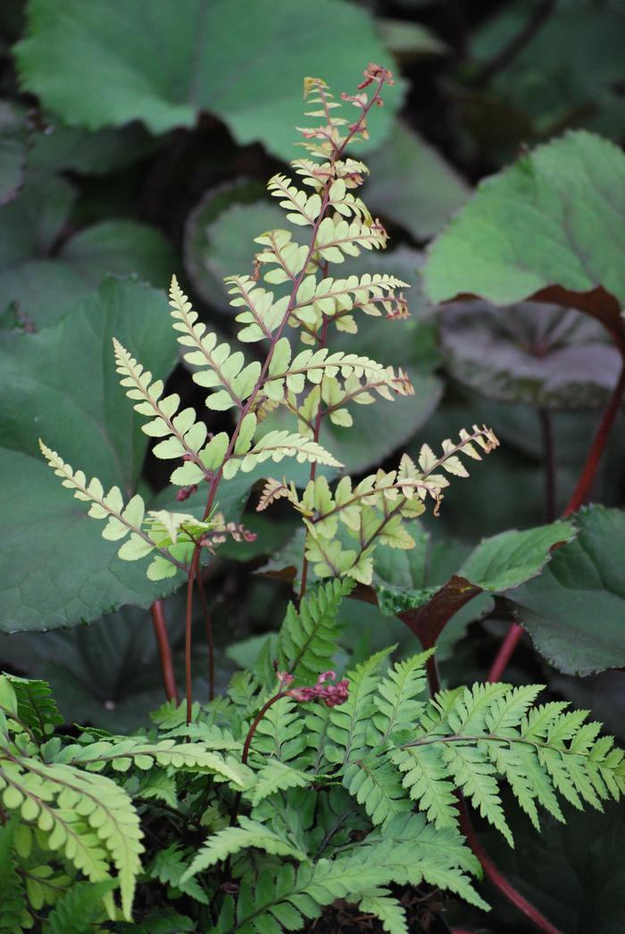 Limelight Lady Fern (Athyrium otophorum)