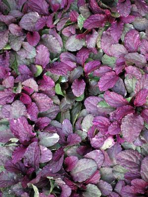 Ajuga reptans 'Burgundy Glow' (Bugle Weed) perennial