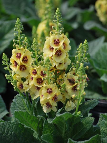 Verbascum x 'Dark Eyes' (Mullein)