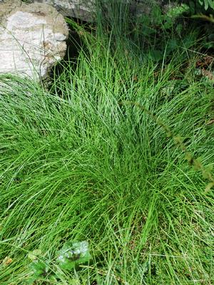 Appalachian Sedge (Carex appalachica) perennial, green grass