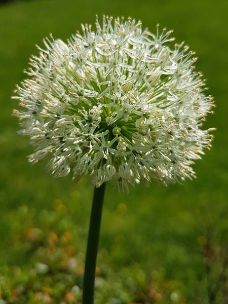 Allium 'Mt. Everest' (Ornamental Onion) perennial