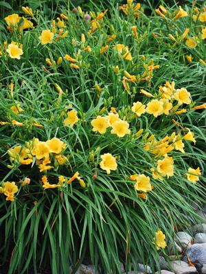 Hemerocallis 'Stella de Oro' (Daylily)