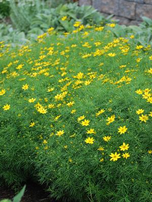 Coreopsis verticillata 'Zagreb' (Tickseed), yellow flowers