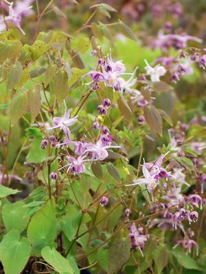 Epimedium grandiflorum 'Lilafee' (Barrenwort)