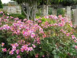 Anemone x hybrida 'September Charm' (Windflower) perennial