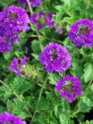 Verbena x 'Homestead Purple' (Vervain)