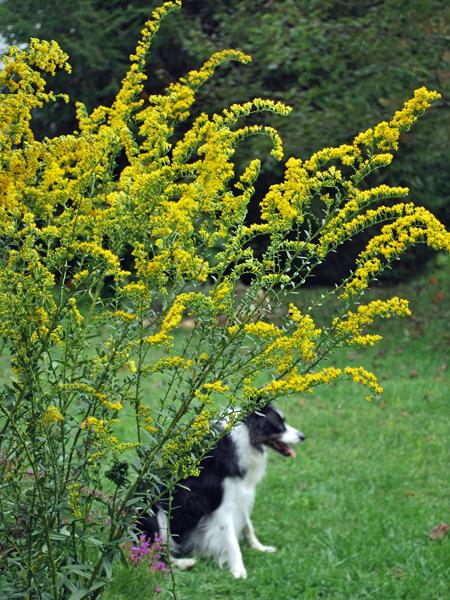 Solidago shortii 'Solar Cascade' (Goldenrod)