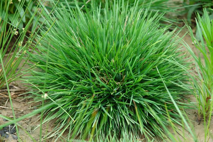 Tufted Hair Grass (Deschampsia cespitosa)