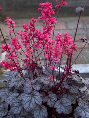 Heuchera x 'Timeless Treasure' (Coral Bells)