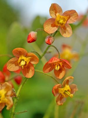 Epimedium x warleyense 'Orange Queen' (Barrenwort)