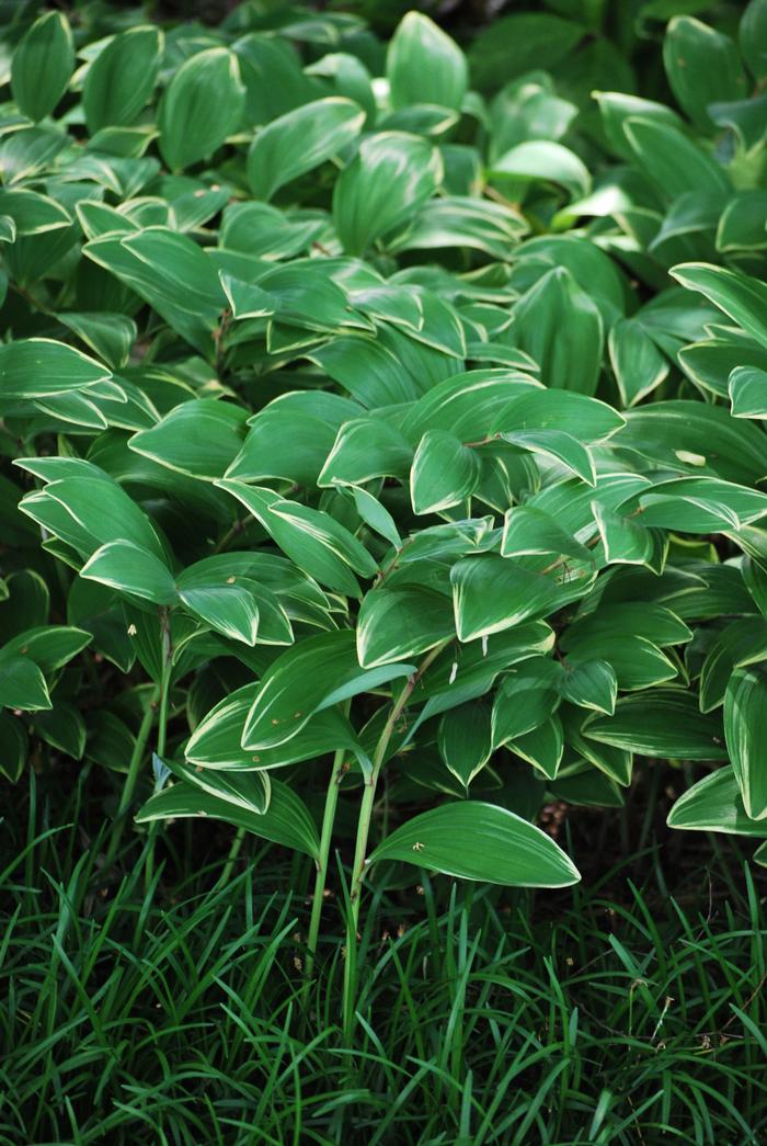 Variegated Solomon's Seal (Polygonatum odoratum 'Variegatum')