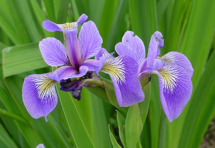 Blue Flag Iris (Iris versicolor), purple flower