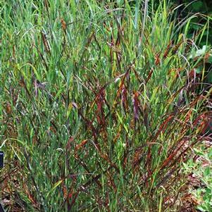 Red Switchgrass (Panicum virgatum 'Rotstrahlbusch')