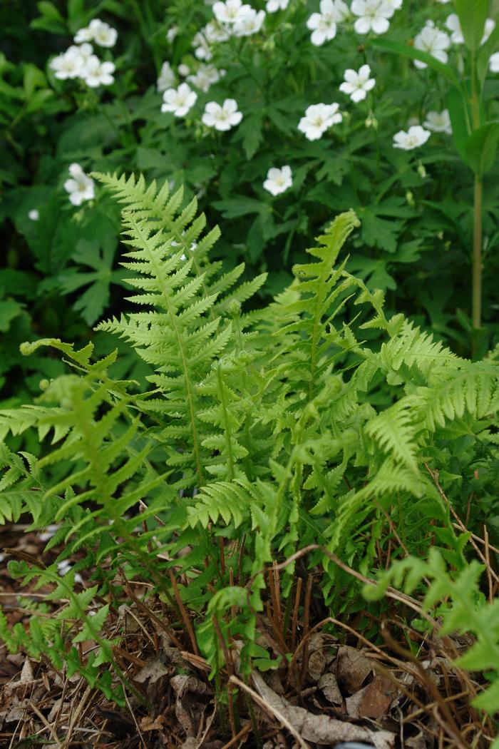 Japanese Beech Fern (Thelypteris decursive-pinnata)