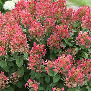 Hydrangea paniculata Little Quick Fire® (Panicle Hydrangea)