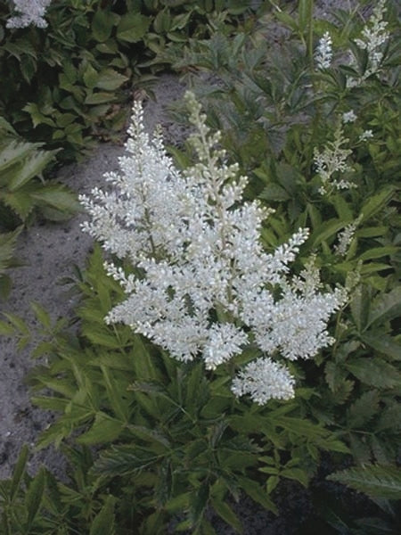 Astilbe arendsii 'Snowdrift' (False Spirea) perennial, white flowers