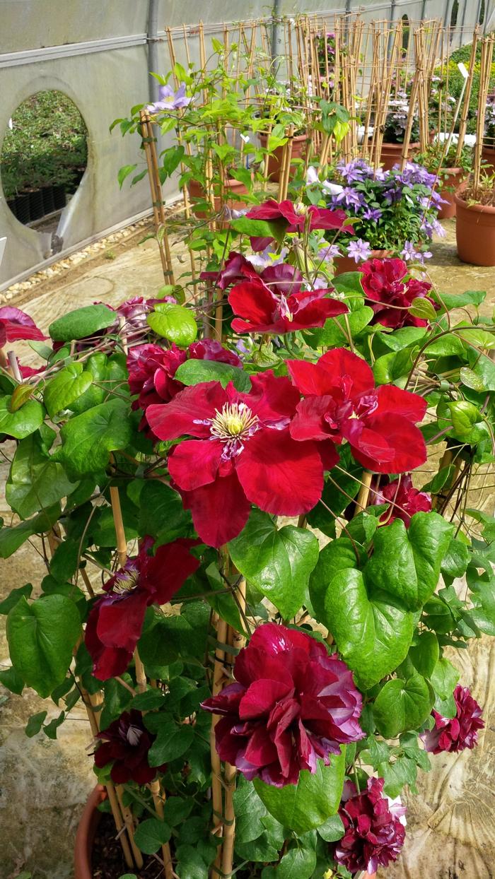 Clematis Charmaine ™Regal® (Clematis Hybrid), red flowers