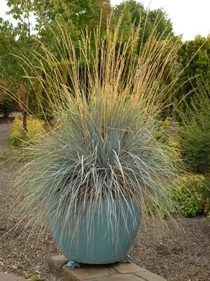 Blue Oats Grass (Helictotrichon sempervirens)