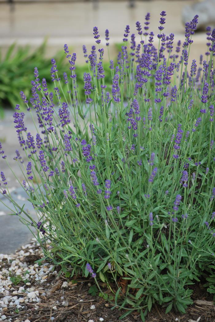 Lavandula angustifolia 'Hidcote' (English Lavender)