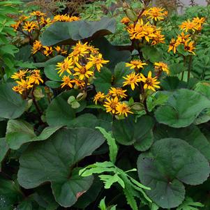 Ligularia dentata 'Desdemona' (Ligularia)