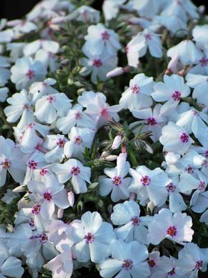 Phlox subulata 'Amazing Grace' (Moss Pinks)