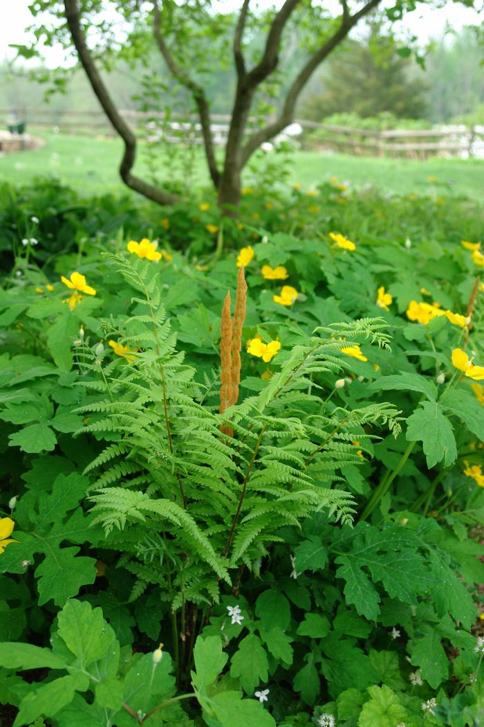 Cinnamon Fern (Osmunda cinnamomea)