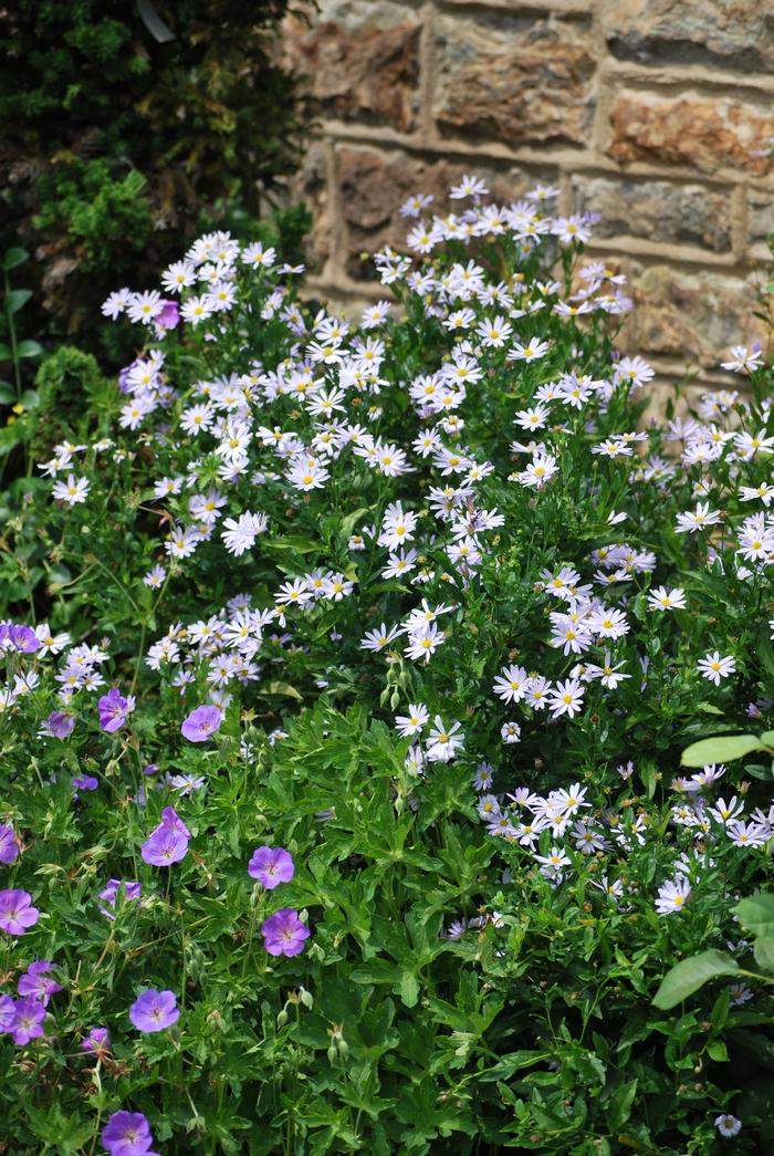 False Aster (Kalimeris incisa 'Blue Star')