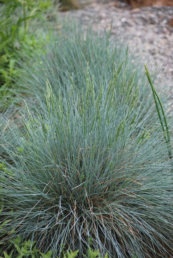 Blue Fescue (Festuca glauca 'Elijah Blue'), grass