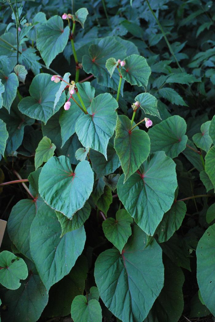 Begonia grandis (Hardy Begonia) pink flowers