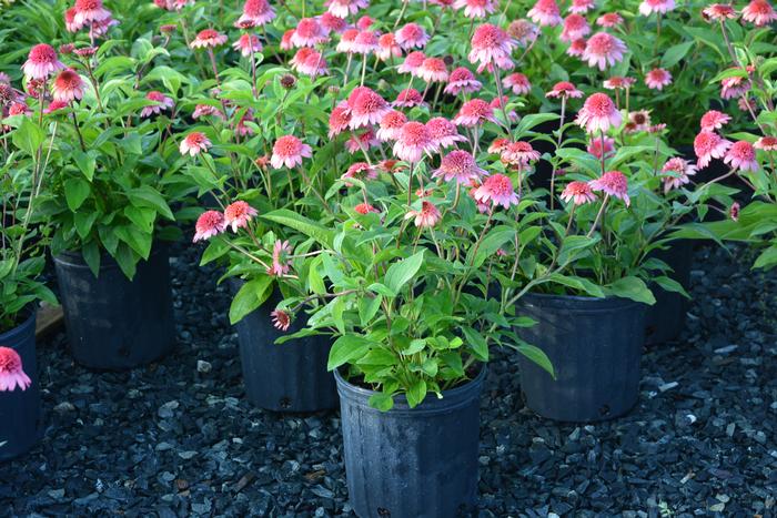 Echinacea x purpurea 'Raspberry Truffle' (Coneflower), pink flowers