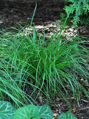 Pennsylvania Sedge (Carex pensylvanica)