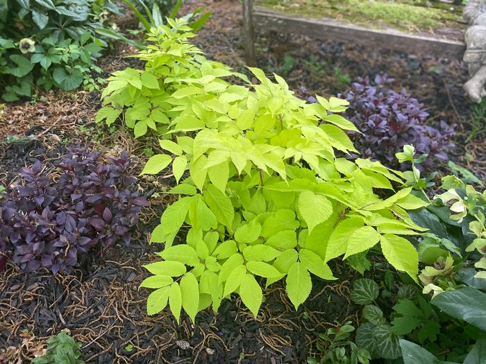 Japanese Spikenard (Aralia cordata 'Sun King')