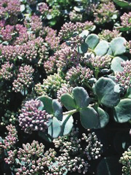 Sedum sieboldii (Stonecrop)