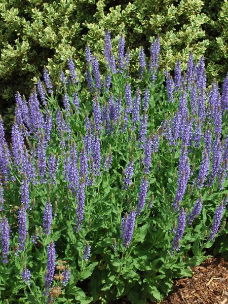 Salvia nemorosa 'Blue Hill' (Sage)