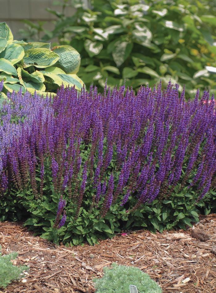 Salvia nemorosa 'East Friesland' (Sage)