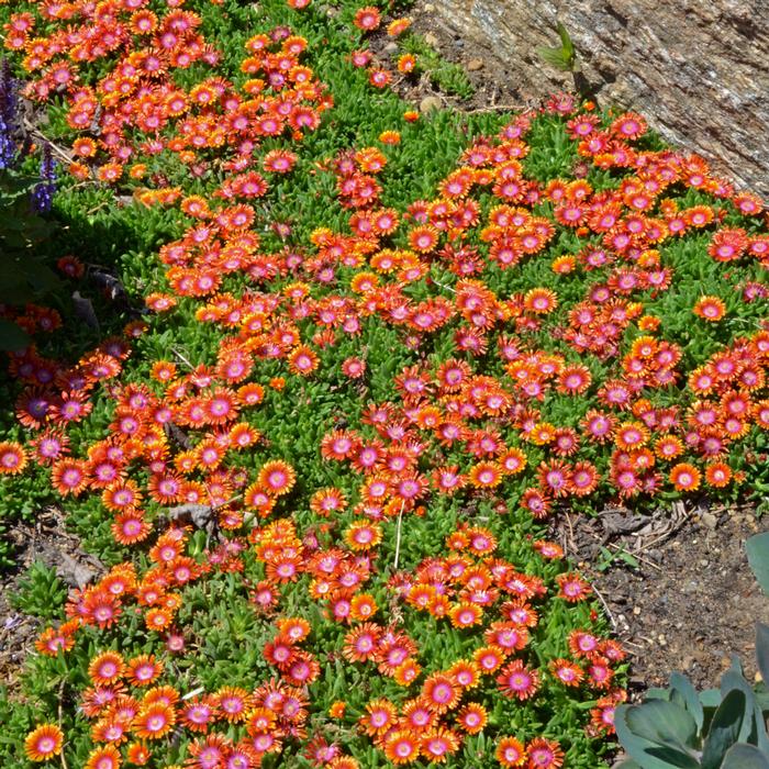 Delosperma 'Fire Spinner' (Ice Plant), pink and orange flowers