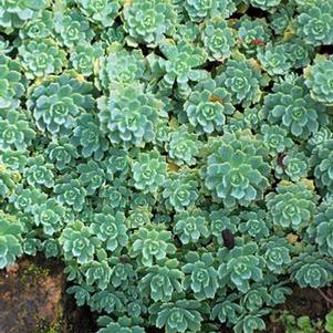 Sedum pachyclados (Stonecrop)