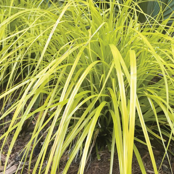 Carex oshimensis Evercolor® Everillo (Sedge)