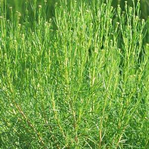 Santolina virens (Lavender Cotton)