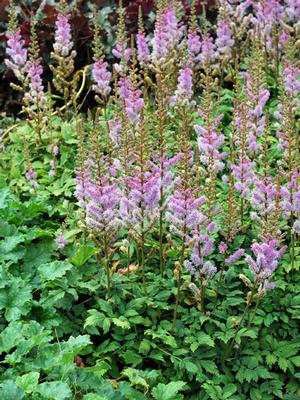 Astilbe chinensis 'Pumila' (False Spirea) perennial, purple flowers