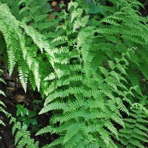 Hayscented Fern (Dennstaedtia punctilobata)