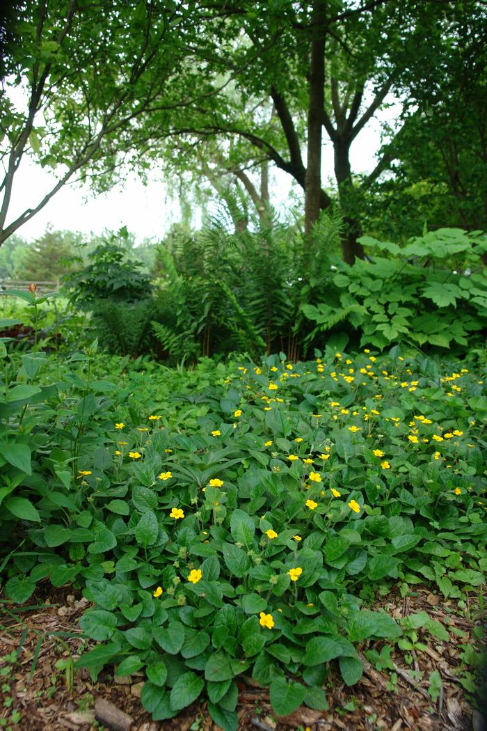 Chrysogonum virginianum 'Superstar' (Green and Gold), yellow flowers