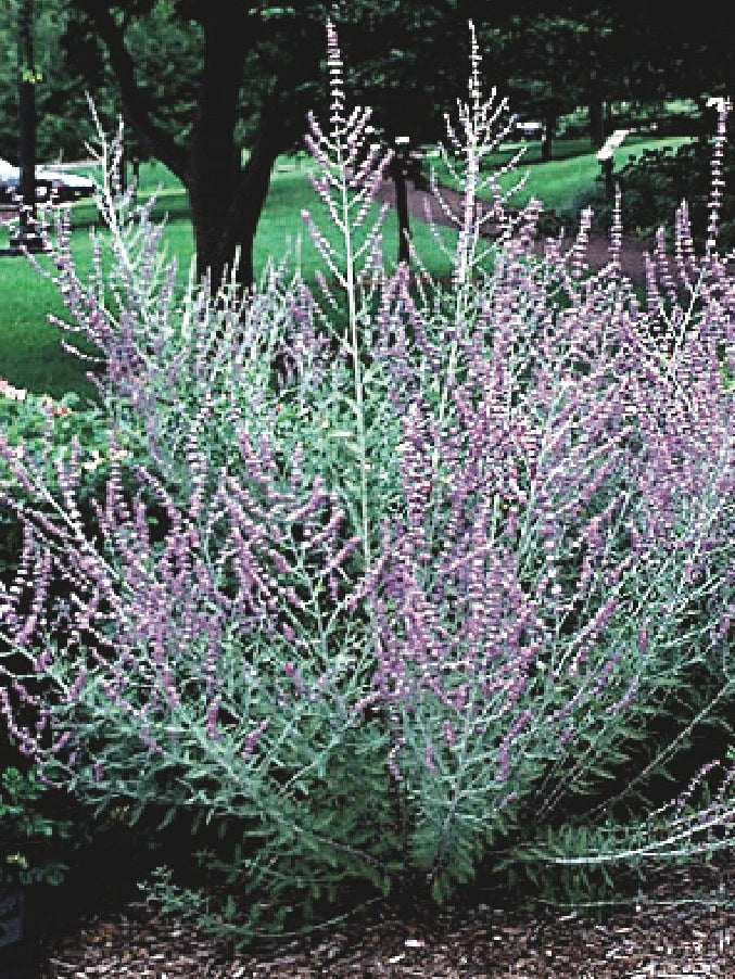 Perovskia atriplicifolia (Russian Sage)
