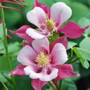 Aquilegia Kirigami™Rose & Pink (Columbine) perennial, pink flower