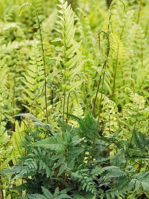 Korean Rock Fern (Polystichum tsus-simense)