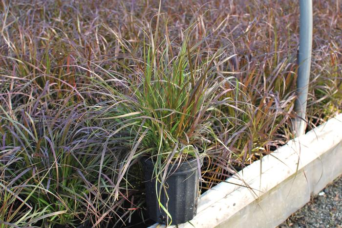 Purple-Leaved Fountain Grass (Pennisetum setaceum 'Rubrum')